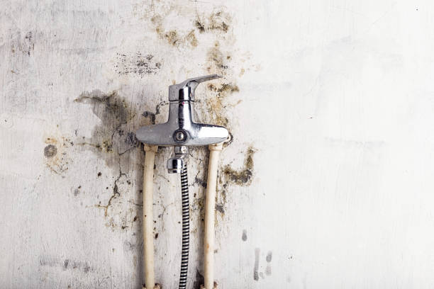 Best Mold Remediation Experts  in Ashley, OH