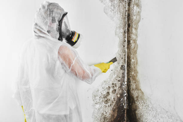 Certified Mold Removal in Ashley, OH