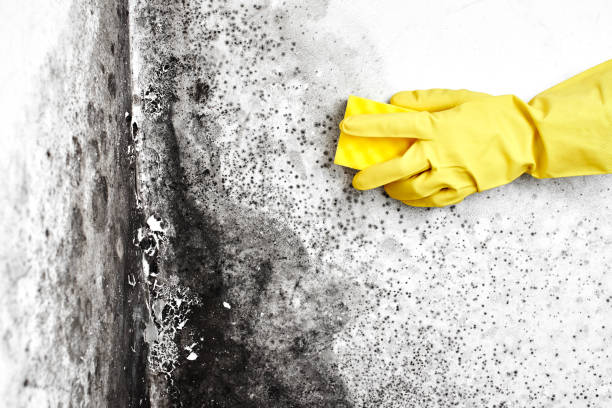 Best Mold Removal Near Me  in Ashley, OH