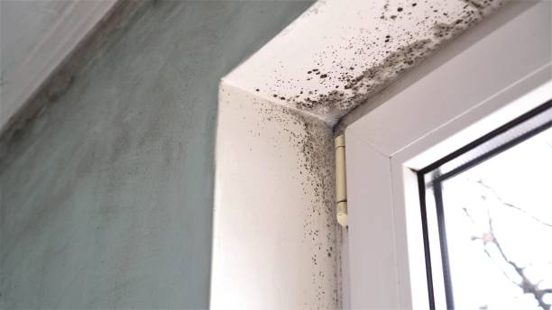 Best Affordable Mold Removal  in Ashley, OH