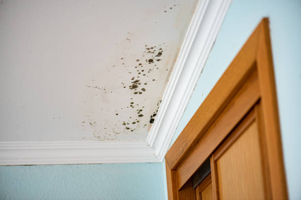 Best Mold Remediation  in Ashley, OH