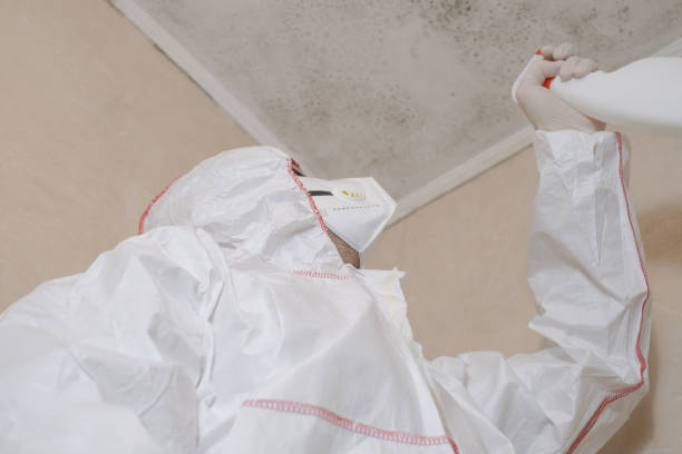Best Toxic Mold Removal  in Ashley, OH