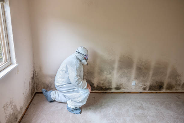 Ashley, OH Mold Removal Company