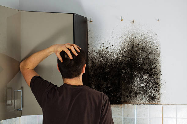 Best Certified Mold Removal  in Ashley, OH